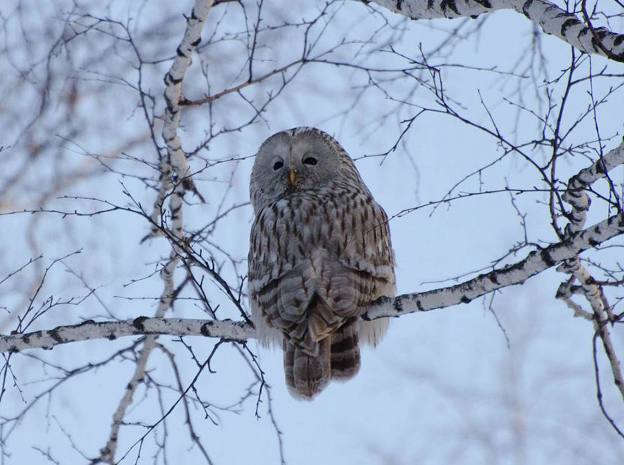 Длиннохвостая неясыть Strix uralcnsis
