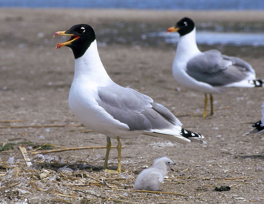 Черноголовый хохотун Larus ichthyaetus
