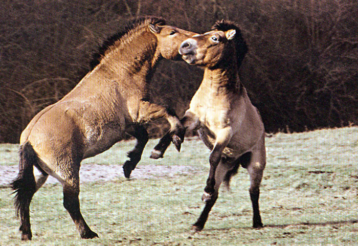 В центре "Лелистад" (Нидерланды) лошади содержатся естественными группами, проявляют специфичные для данного вида социальное поведен
