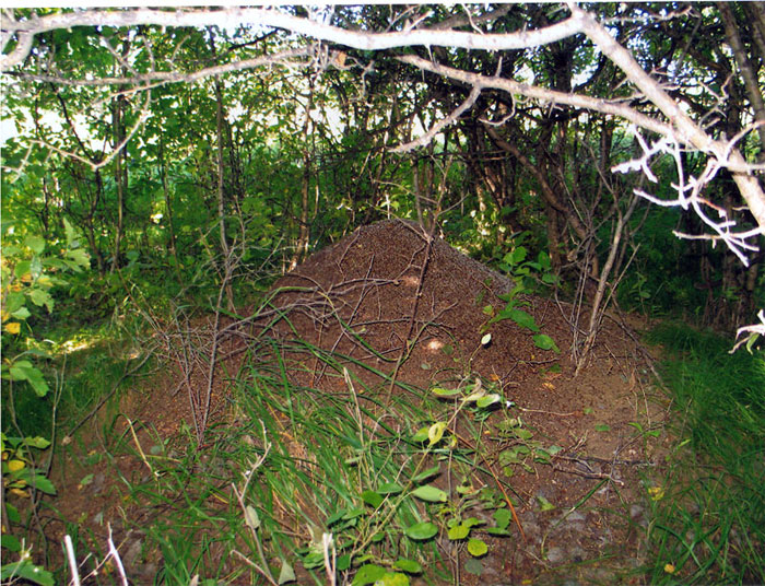 Муравьи в лесистой части острова чувствуют себя также, как на материке
