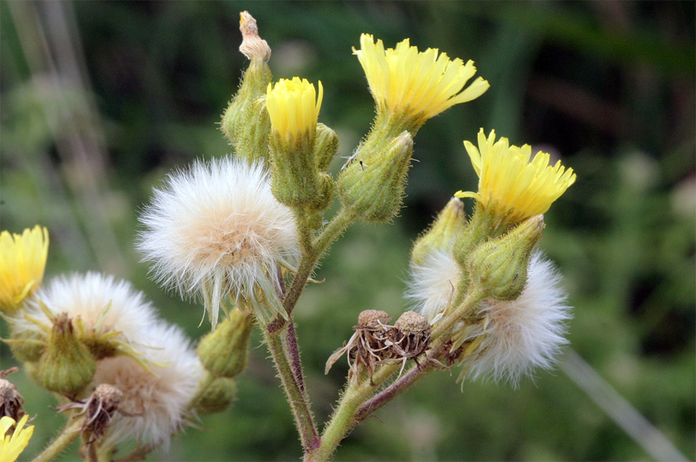 Sonchus palustris - Осот болотный
