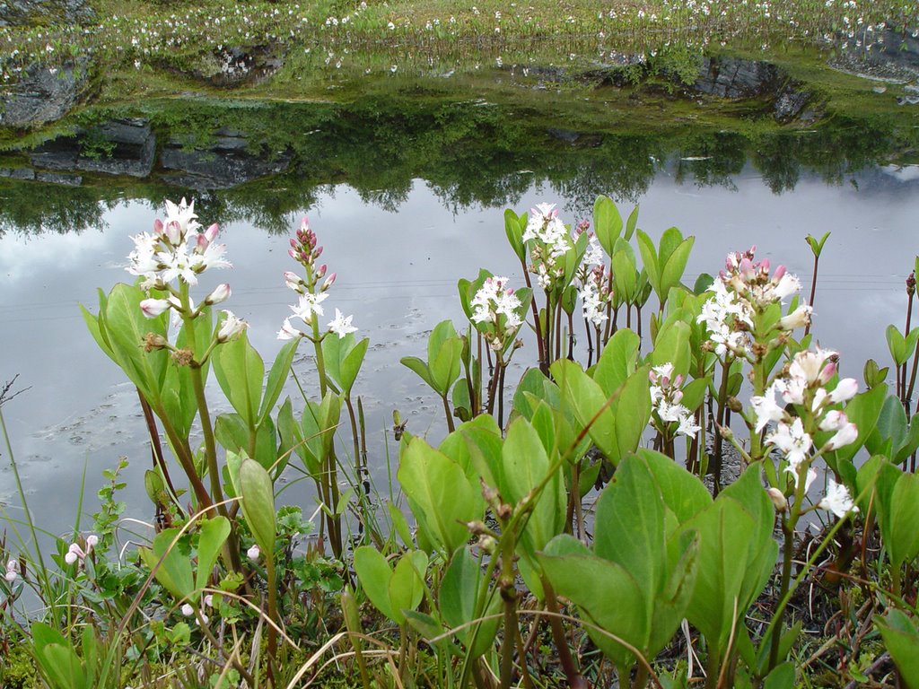 Menyanthes trifoliata - Вахта трехлистная
