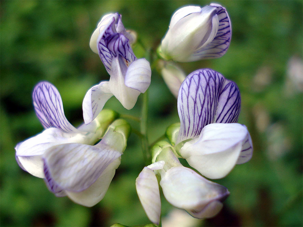 Vicia sylvatica - Горошек лесной
