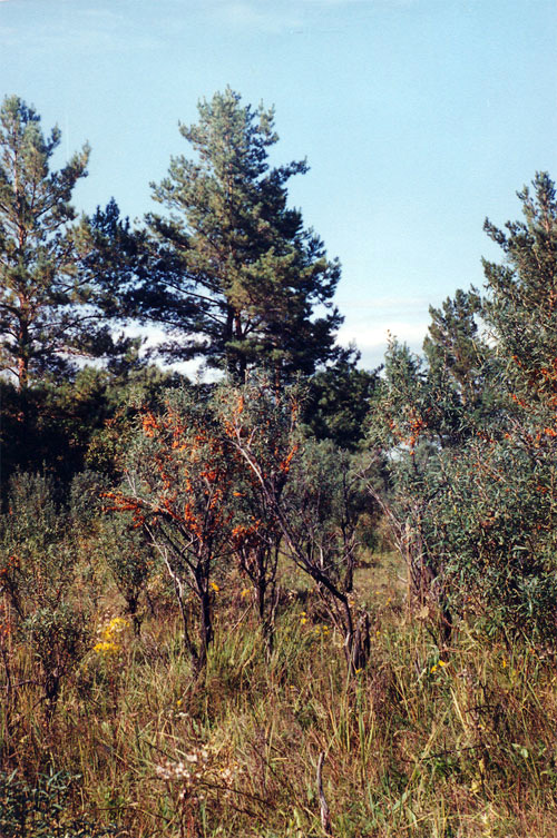 Ценное и редкое для Новосибирской области облепиховое сообщество на песках боровой части, в окружении сосново-березового редколесья
