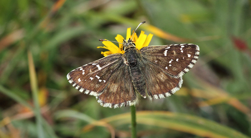 Pyrgus alveus Hub.
