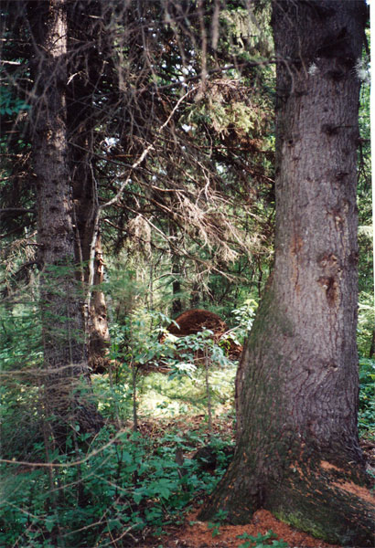 Типичный уголок петеневских ельников
