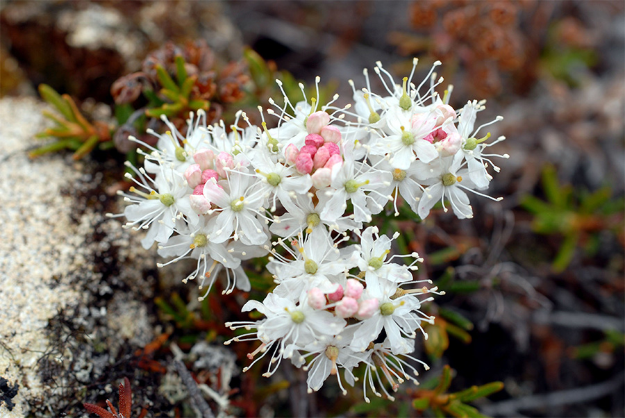 Ledum palustre - Багульник болотный
