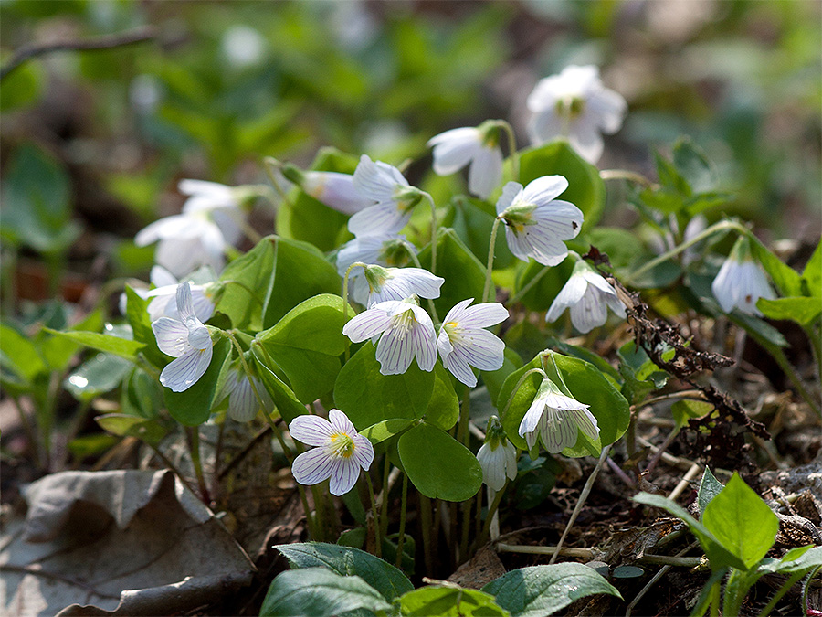 Oxalis acetosella   Кислица обыкновенная
