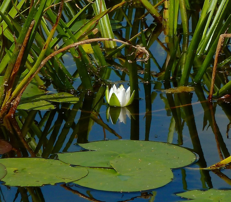 Nymphaea Candida - Кувшинка чисто-белая
