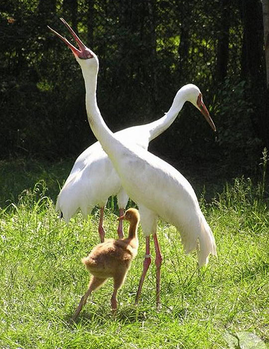 Стерх (белый журавль) Grus leucogeranus
