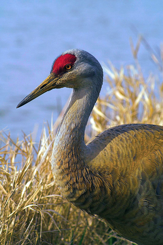 Канадский журавль Grus canadensis
