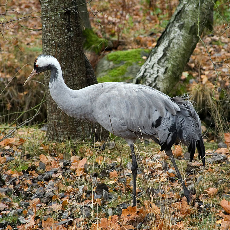 Серый журавль Grus communis
