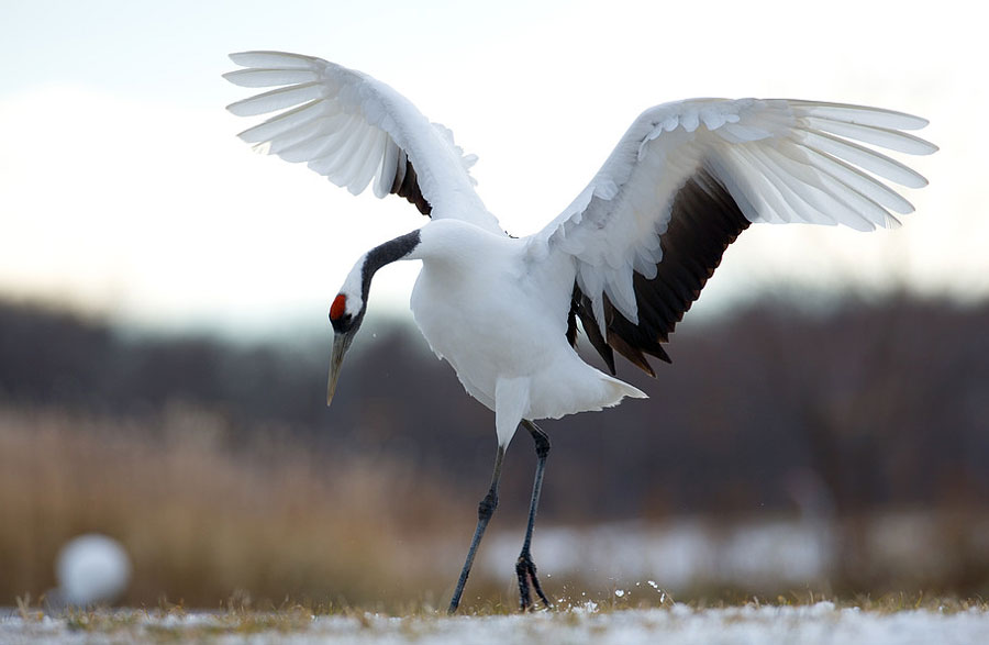 Японский (уссурийский, маньчжурский) журавль Grus japonensis
