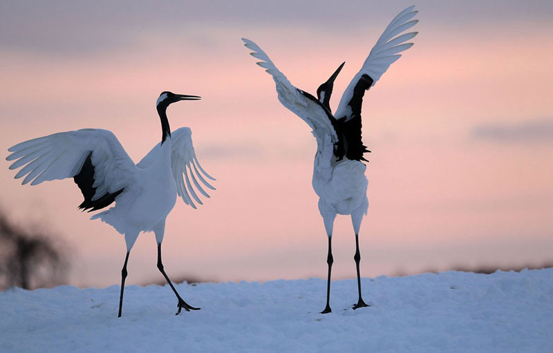 Японский (уссурийский, маньчжурский) журавль Grus japonensis
