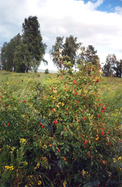 Шиповник иглистый - Rosa acicularis Lindl.
