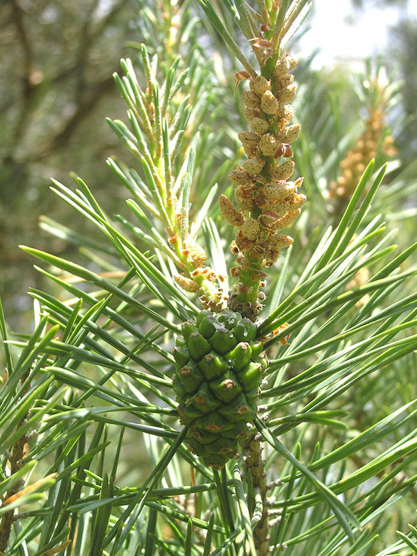 Сосна лесная - Pinus sylvestris L.
