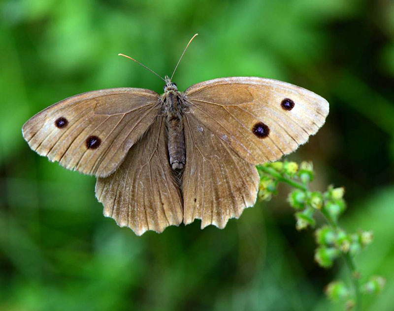 Дриада  Satyrus dryas Scop.  
