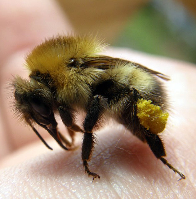 Шмель модестус  Bombus modestus
