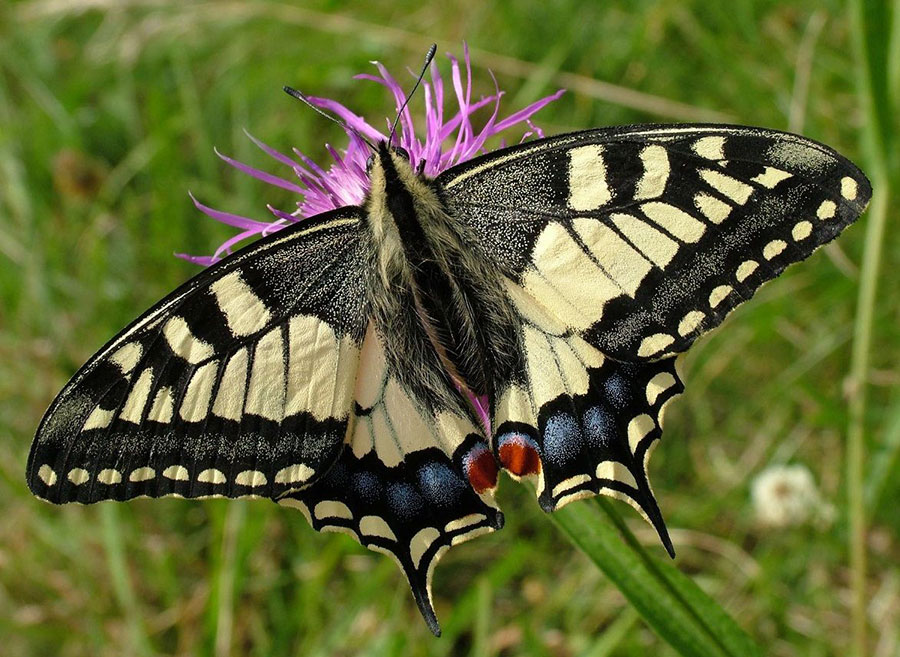 Махаон Papilio machaon L.
