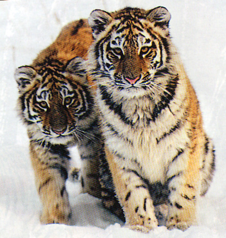 Подросшие тигрята. Фото В. Юдина
