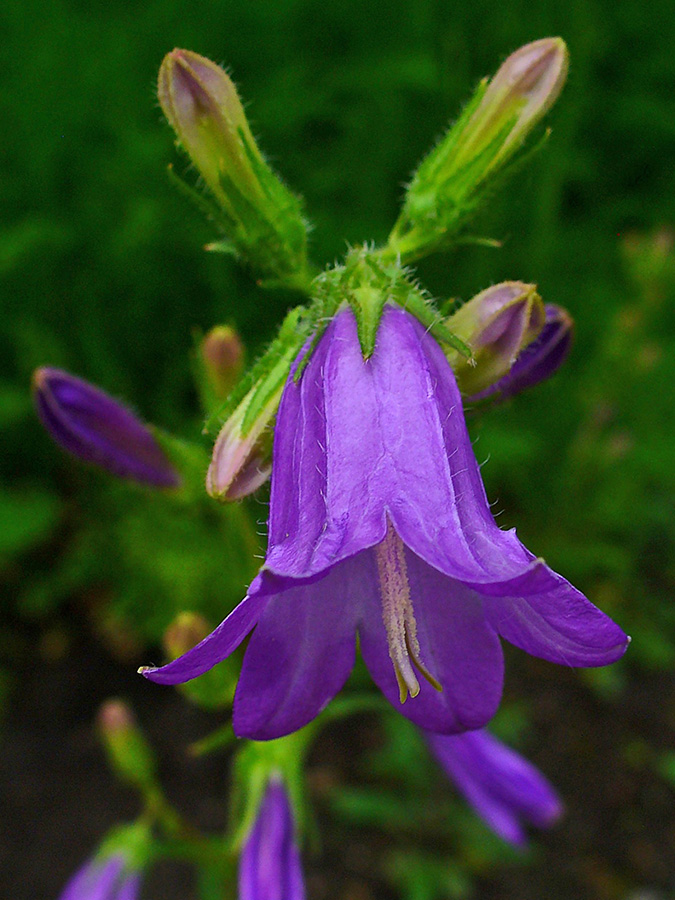 Колокольчик сибирский - Campanula sibirica L. 
