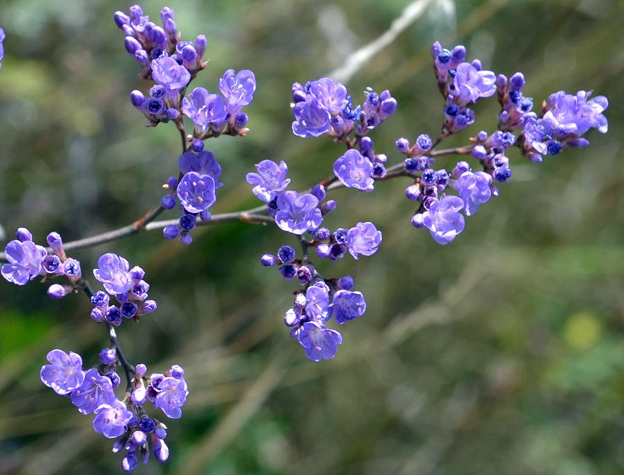 Кермек Гмелина Limonium gmelini W.
