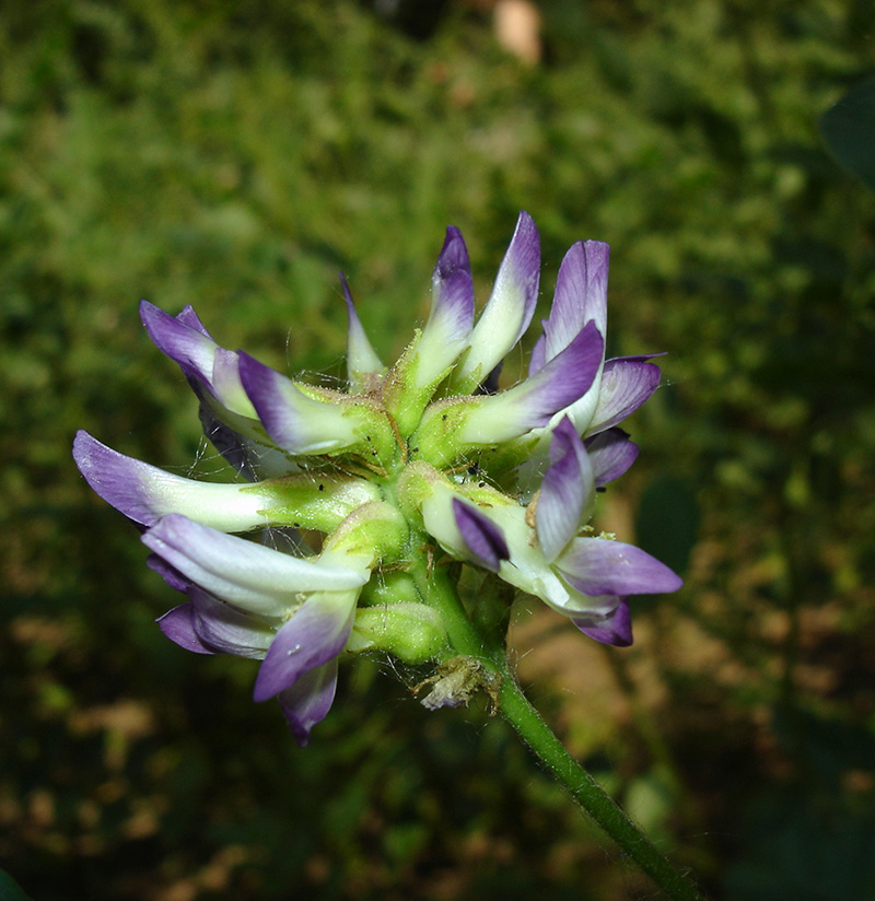 Солодка уральская Glycyrrhiza uralensis Fisch.
