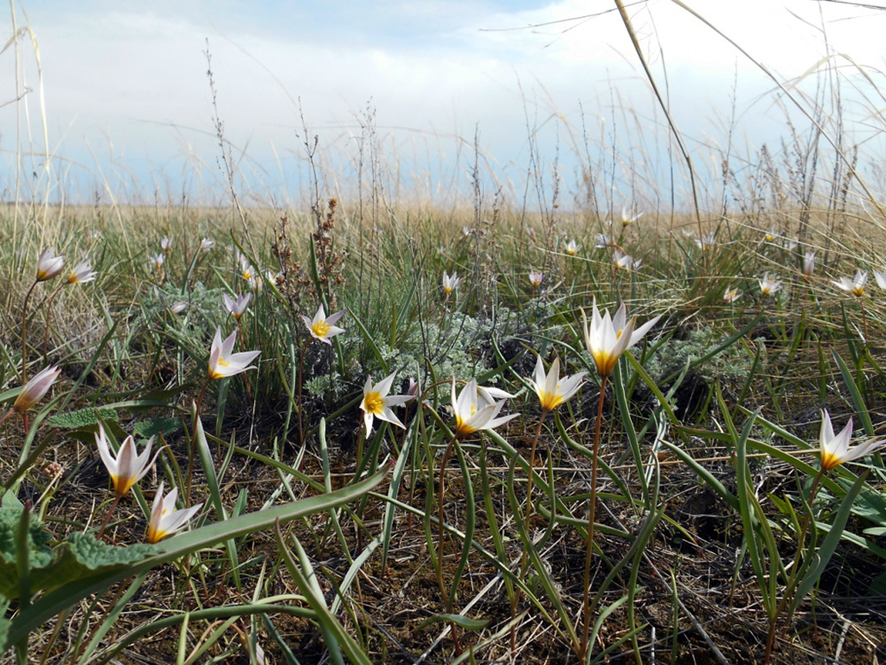 Тюльпан поникающий Tulipa patens I.
