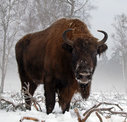 bison015.jpg
