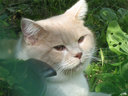 Имя файла=kcat-19.jpg
Размер файла=191КБ
Размеры=800x600
Дата=Март 15, 2009 kcat-19.jpg