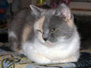 Имя файла=kcat-36.jpg
Размер файла=164КБ
Размеры=800x600
Дата=Март 15, 2009 kcat-36.jpg