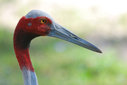 Имя файла=stork010.jpg
Размер файла=45КБ
Размеры=700x468
Дата=Июль 23, 2014 stork010.jpg