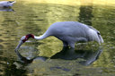 Имя файла=stork011.jpg
Размер файла=136КБ
Размеры=900x600
Дата=Июль 23, 2014 stork011.jpg