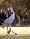 Имя файла=stork012.jpg
Размер файла=115КБ
Размеры=606x800
Дата=Июль 23, 2014 stork012.jpg