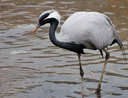 stork015.jpg