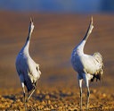 stork020.jpg