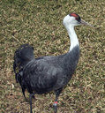 stork023.jpg