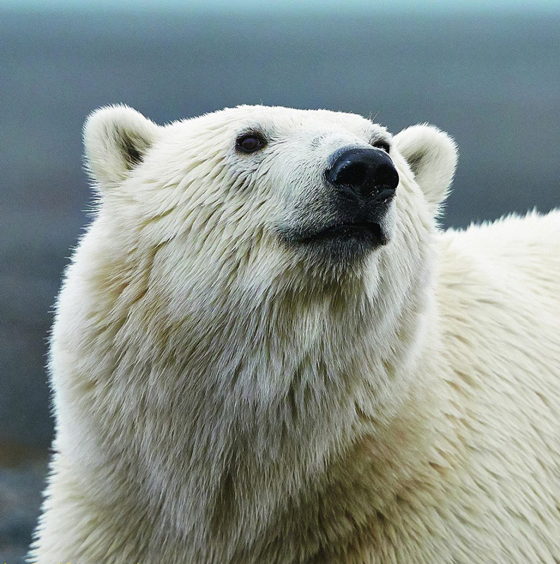 Белый медведь Ursus maritimus.  Фото С. Горшкова
