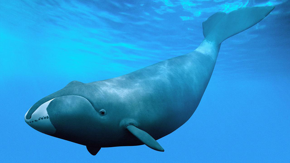 Гренландский кит Balaena mysticetus 
