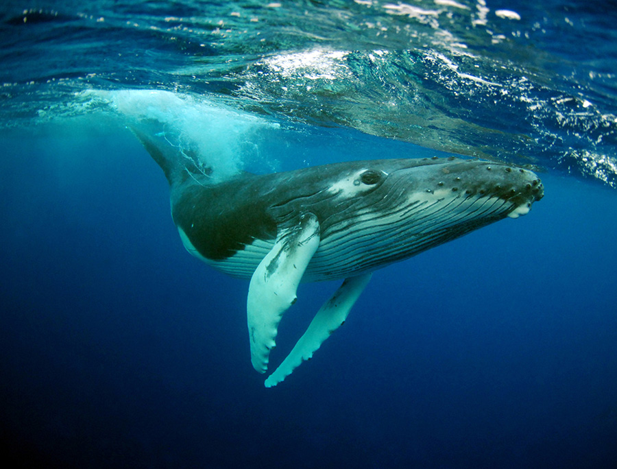 Серый кит Eschrichtius robustus
