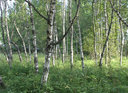 rs-002.jpg