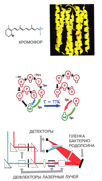 Структура молекулы бактериородопсина, ее фотоцикл и схема оперативного запоминающего устройства на основе этого белка
