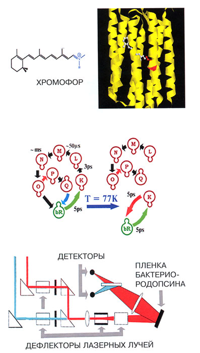 Структура молекулы бактериородопсина, ее фотоцикл и схема оперативного запоминающего устройства на основе этого белка
