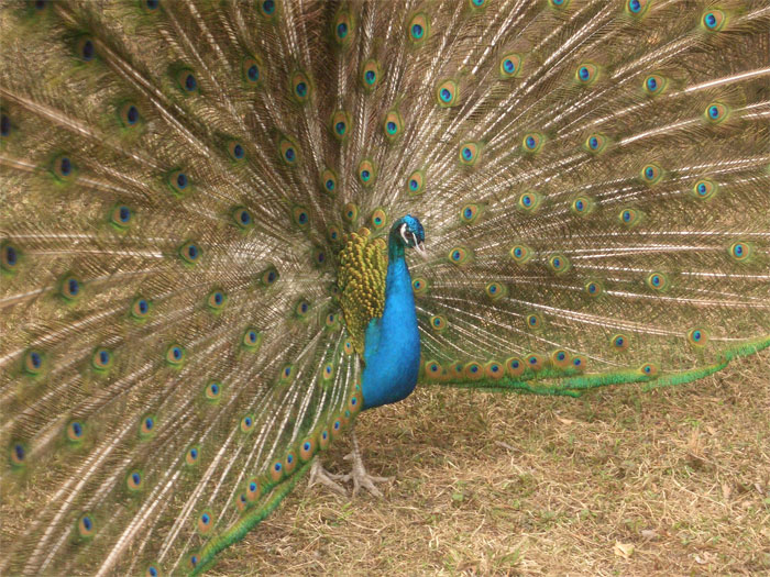 Pavo srictatius. Ефремова Карина, МОУ гимназия № 1
