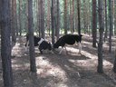 Имя файла=032.jpg
Размер файла=67КБ
Размеры=500x375
Дата=Сент 29, 2006 032.jpg
